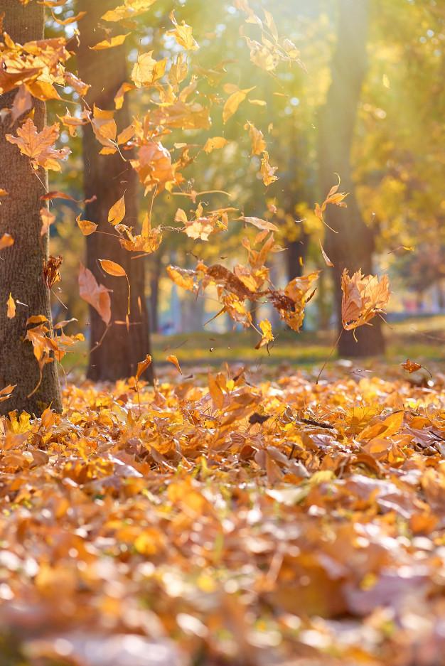 Feuilles seches orange jaune vif qui volent dans airs dans parc automne aux rayons du soleil du soir 116441 6928