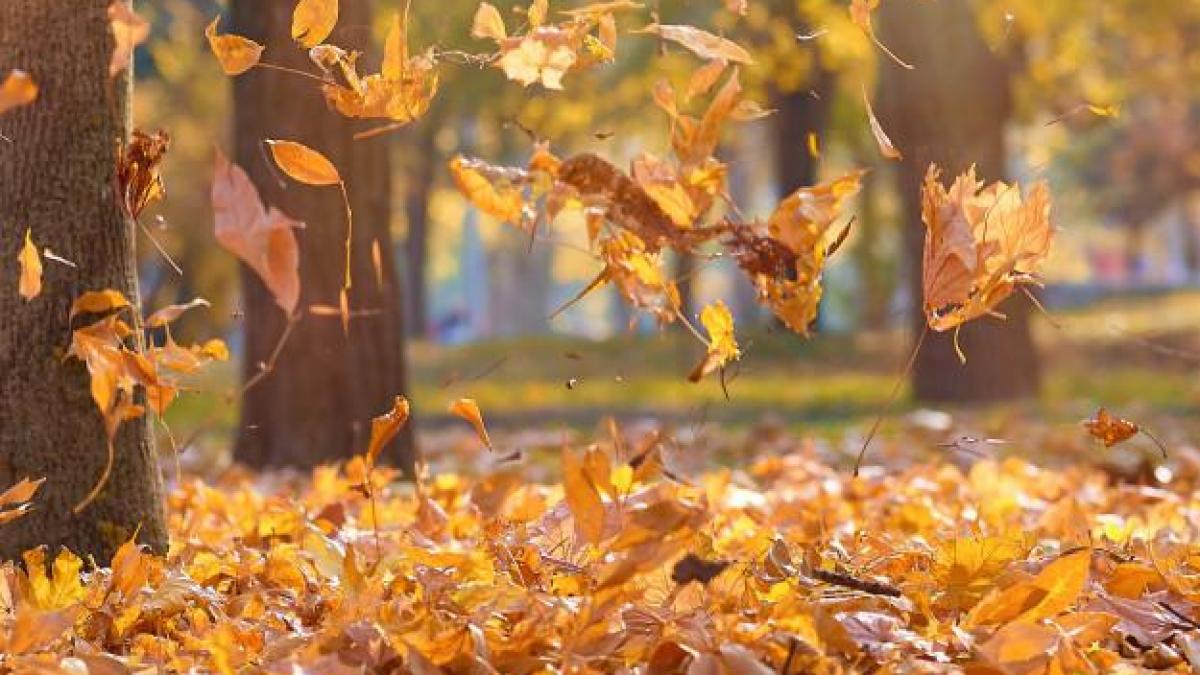 Feuilles seches orange jaune vif qui volent dans airs dans parc automne aux rayons du soleil du soir 116441 6928